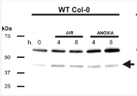 ADH | Alcohol dehydrogenase (hypoxia marker) in the group Antibodies Plant/Algal / Environmental Stress / Hypoxia at Agrisera AB (Antibodies for research) (AS10 685)